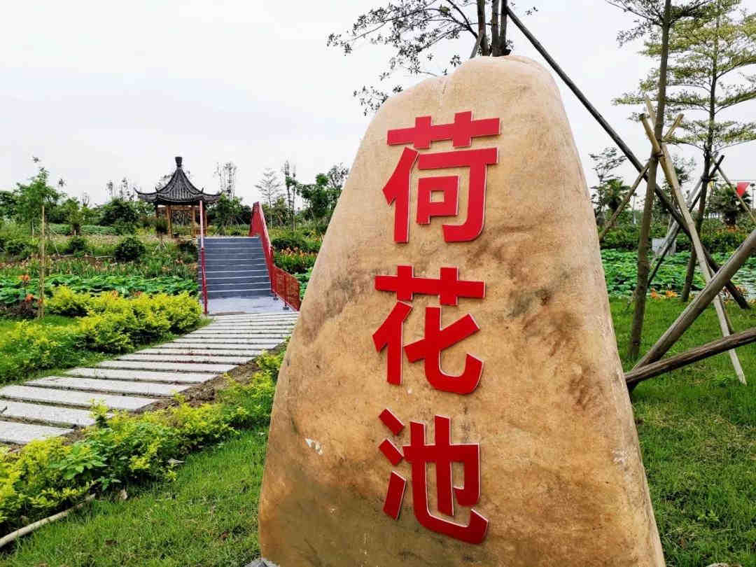 <a href=http://www.lexiangyou.org/xiangcunlvyou/ target=_blank class=infotextkey>乡村旅游</a>：祥农洲农业高新科技园，这里已经开满夏日葵了