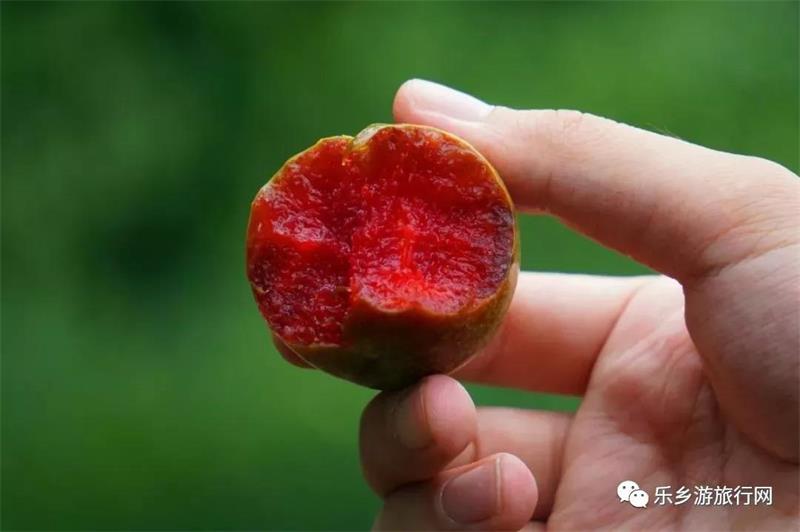 <a href=http://www.lexiangyou.org/xiangcunlvyou/ target=_blank class=infotextkey>乡村旅游</a>：翁源三华李已经熟了，快来采摘