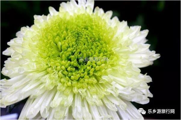 <a href=http://www.lexiangyou.org/xiangcunlvyou/ target=_blank class=infotextkey>乡村旅游</a>：今天开园！中山花海实景曝光，各款美食等你品尝