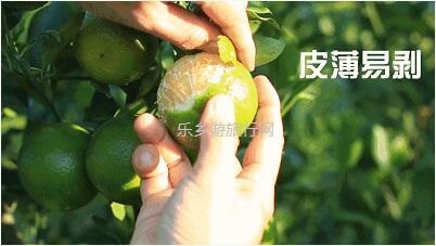 <a href=http://www.lexiangyou.org/xiangcunlvyou/ target=_blank class=infotextkey>乡村旅游</a>：民众皇帝柑熟了！皮薄多汁，脆嫩够甜