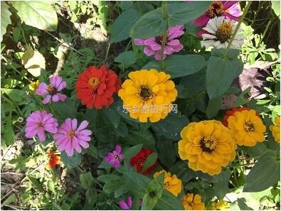 <a href=http://www.lexiangyou.org/xiangcunlvyou/ target=_blank class=infotextkey>乡村旅游</a>：这里盛开了黄花风铃，附近仲有农家美食哦~