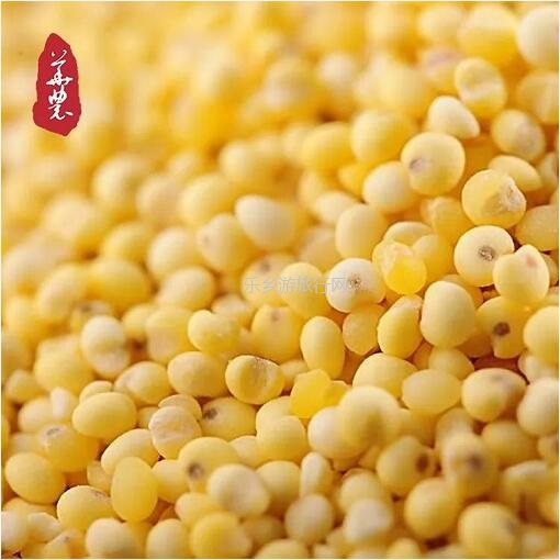 <a href=http://www.lexiangyou.org/xiangcunlvyou/ target=_blank class=infotextkey>乡村旅游</a>：云雾多，风力大，气压低，孕育出健康营养的?菌类植物和谷物