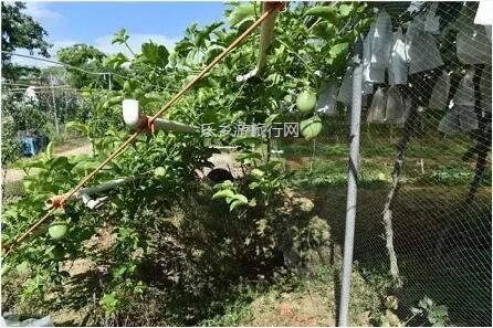 <a href=http://www.lexiangyou.org/xiangcunlvyou/ target=_blank class=infotextkey>乡村旅游</a>：夏黑葡萄熟了，仲有新鲜鸡蛋和葡萄鸡...