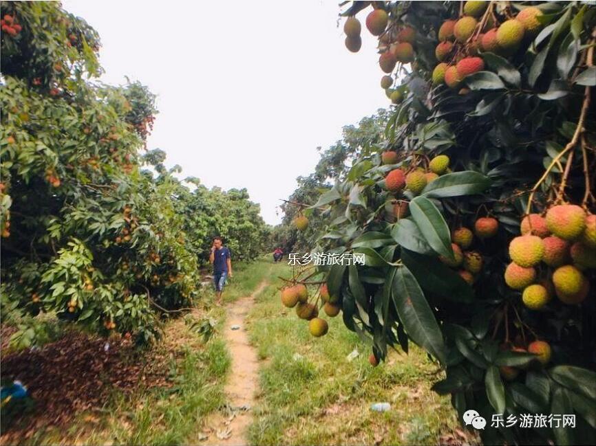 <a href=http://www.lexiangyou.org/xiangcunlvyou/ target=_blank class=infotextkey>乡村旅游</a>：良都妃子笑荔枝大丰收，果大核小，肉厚蜜甜