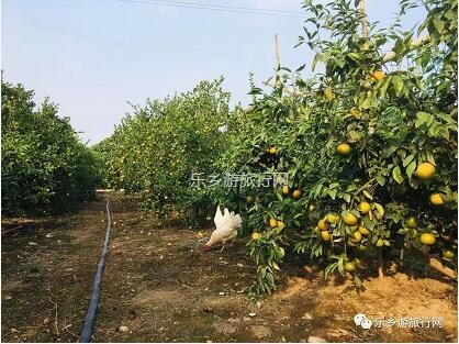 <a href=http://www.lexiangyou.org/xiangcunlvyou/ target=_blank class=infotextkey>乡村旅游</a>：这里是野炊和烧烤的乐园，皇帝柑任你品尝