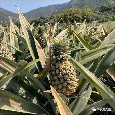 <a href=http://www.lexiangyou.org/xiangcunlvyou/ target=_blank class=infotextkey>乡村旅游</a>：【名优】爽脆+即食+蜜甜，又到成熟季