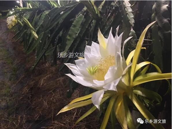 <a href=http://www.lexiangyou.org/xiangcunlvyou/ target=_blank class=infotextkey>乡村旅游</a>：【树上熟】鲜嫩爽滑，香甜多汁；美容美颜，清热解毒
