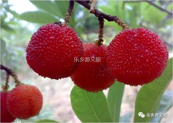 <a href=http://www.lexiangyou.org/xiangcunlvyou/ target=_blank class=infotextkey>乡村旅游</a>：【古树盛果】果肉细嫩，酸甜适口，风味浓郁；欢迎品尝