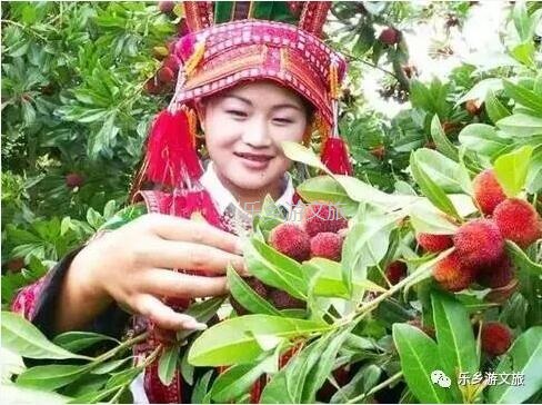 <a href=http://www.lexiangyou.org/xiangcunlvyou/ target=_blank class=infotextkey>鄉村旅游</a>：【古樹盛果】飽滿汁多，果肉細嫩，酸甜適口，風味濃郁